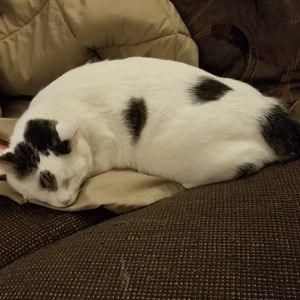 Meet your Posher, Samantha